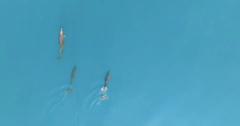 Aerial 4k Drone Top-Down - Three Dolphins And A Juvenile Swimming In Blue Water Stock Footage 277072761