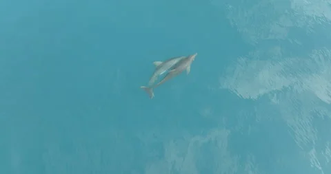 Aerial 4k Drone Top-Down Rotating Over Two Dolphins Swimming Leisurely Stock Footage 277074040