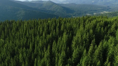 Aerial 4K: Dynamic forest view Stock Footage 78151431