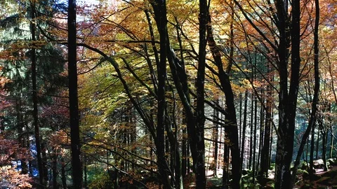 Aerial 4K - Flight with drone in the forest with autumn colors Stock-Footage 118953845