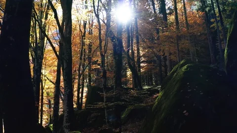 Aerial 4K - Flight with drone in the forest with autumn colors Stock-Footage 119006232