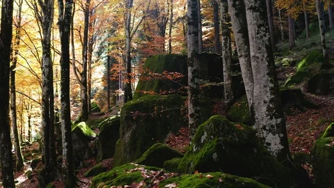 Aerial 4K - Flight with drone in the forest with autumn colors Stock Footage 119006292
