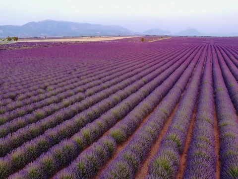 AERIAL 4K: Flight over Lavender Field. Provence, South France. Lense Flare Stock Footage 73434657