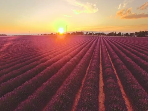 AERIAL 4K: Flight over Lavender Field. Provence, South France. Lense Flare Stock Footage 73434846