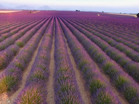 AERIAL 4K: Flight over Lavender Field. Provence, South France. Lense Flare Stock Footage 73434876