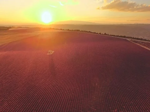 AERIAL 4K: Flight over Lavender Field. Provence, South France. Lense Flare Vídeo Stock 73436776