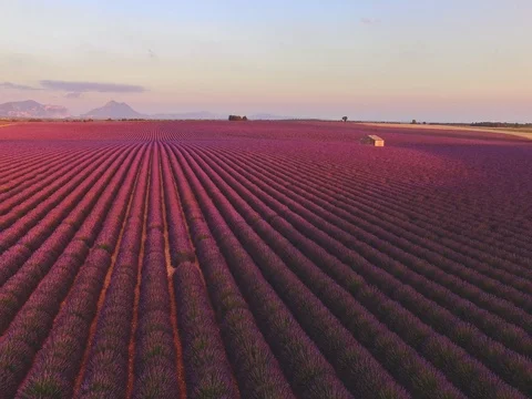 AERIAL 4K: Flight over Lavender Field. Provence, South France. Lense Flare Vídeo Stock 73441199
