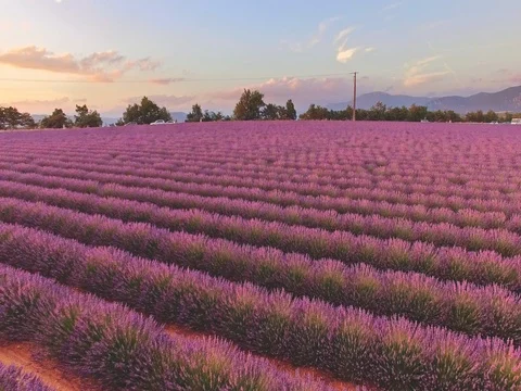 AERIAL 4K: Flight over Lavender Field. Provence, South France. Lense Flare Vídeo Stock 73442144