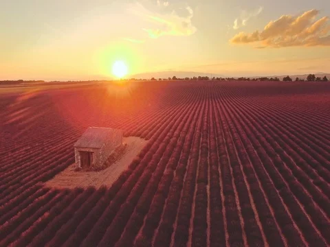 AERIAL 4K: Flight over Lavender Field. Provence, South France. Lense Flare Stock Footage 73442271