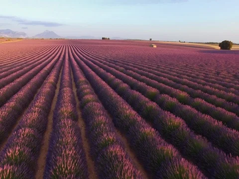 AERIAL 4K: Flight over Lavender Field. Provence, South France. Lense Flare 動画素材 73442524