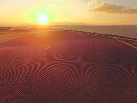 AERIAL 4K: Flight over Lavender Field. Provence, South France. Lense Flare Video stock 73442852