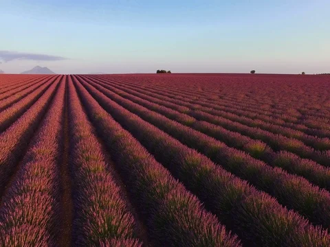 AERIAL 4K: Flight over Lavender Field. Provence, South France. Lense Flare Vídeo Stock 73443944