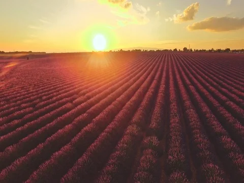 AERIAL 4K: Flight over Lavender Field. Provence, South France. Lense Flare Vídeo Stock 73444520