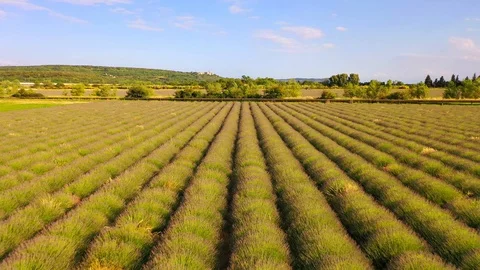 AERIAL 4K: Flight over Lavender Field. Sunset or sunrise aerial landscape of Stock Footage 128765528