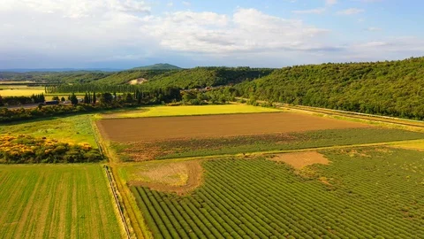 AERIAL 4K: Flight over Lavender Field. Sunset or sunrise aerial landscape of Stock Footage 128765592
