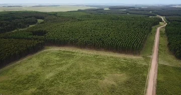 Aerial 4K - Flying over tree plantation for deforesting Stock Footage 85658234