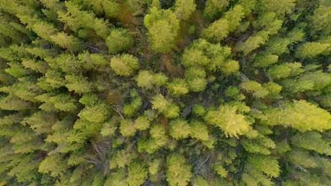 Aerial 4K - Forest Video stock 97981742