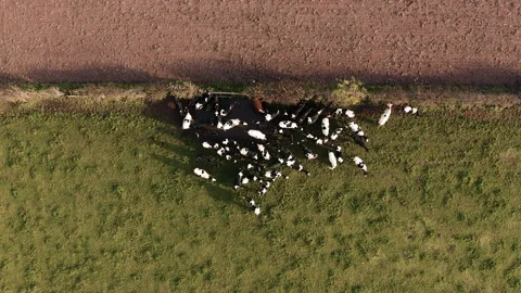 Aerial 4K herd of cows moving through narrow gate shot from above using a drone Stock Footage 142803388