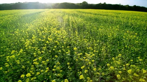 Aerial 4K low flight over a field of colza. The sun shines. Lateral move. Stock Footage 68464741