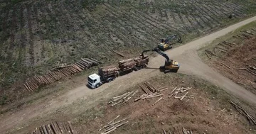 Aerial 4K - Machine loading wood logs on truck in deforestation area Stock Footage 85936826