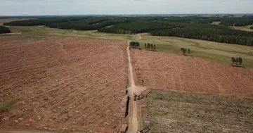 Aerial 4K - Machine loading wood logs on truck in deforestation area Stock Footage 85937494