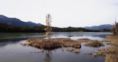 Aerial 4k - Orbiting a lone tree by the lake side - Falltime Stock Footage 106068078
