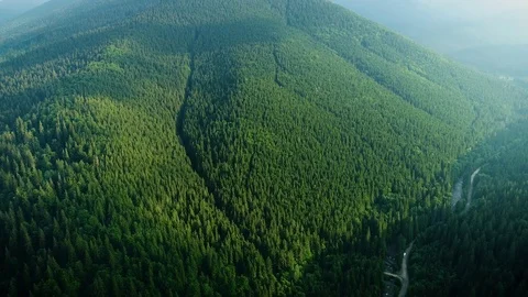 Aerial 4K: Panoramic forest Stock Footage 78151335