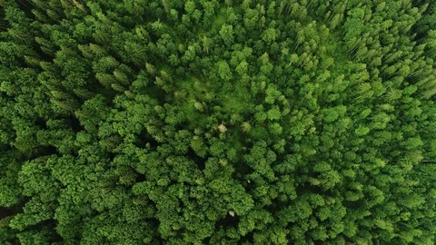Aerial 4K: Pattern Forest (High View) Stock Footage 78162847