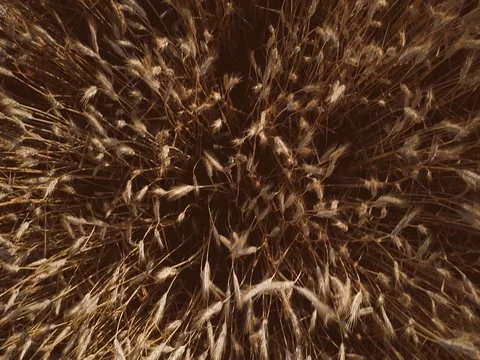 AERIAL 4K: Peaceful Wheat Field at Sunrise, Top View. SLOW MOTION 4K. Stock Footage