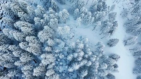 Aerial 4K - Pine forest covered with fresh snow Stock Footage 125905522