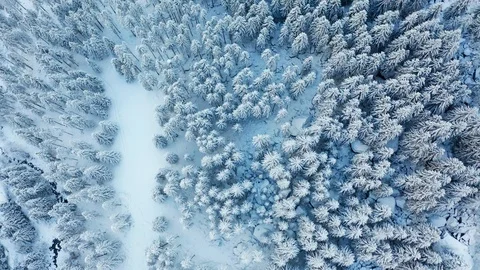 Aerial 4K - Pine forest covered with fresh snow Stock Footage 125905635