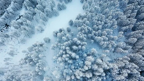 Aerial 4K - Pine forest covered with fresh snow Stock Footage 125905678