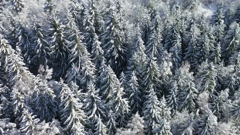 Aerial 4K - Pine forest covered with fresh snow Stock Footage 166752890