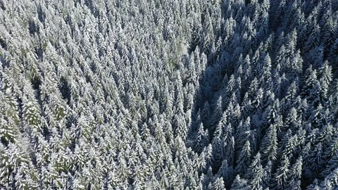 Aerial 4K - Pine forest covered with fresh snow Stock Footage 166752905