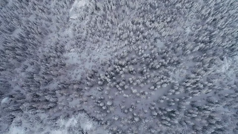 Aerial 4K - Pine forest with fresh snow - orthogonal view Stock Footage 107903618