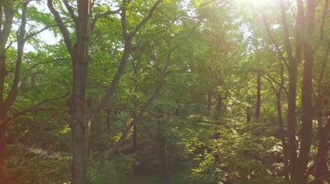 AERIAL 4K: Sun shining through Woods in the Forest. Trees background.Sun Flare. Vidéo 54078379