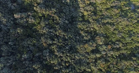 AERIAL 4K Top-down view of trees along a dirt path road on a summer day Stock Footage 119491016