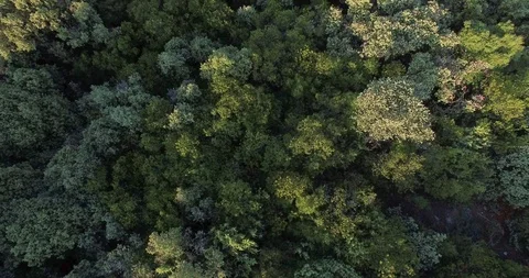 AERIAL 4K Top-down view of tree tops in different hues of saturated green colors Stock Footage 119491139