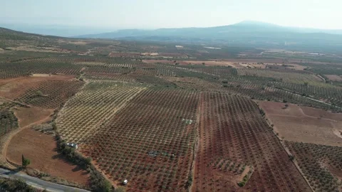 Aerial 4K tracking shot over olive groves with road and cars in nature Stock Footage 331873978