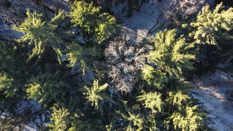Aerial 4K: vertical flight over green pine forest in the city park Video stock 168497216