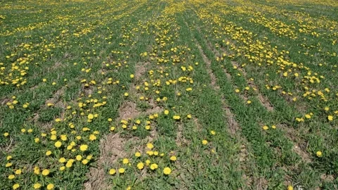 Aerial 4K video from flying drone to Meadow with dandelions on a sunny day. Stock Footage 148790955