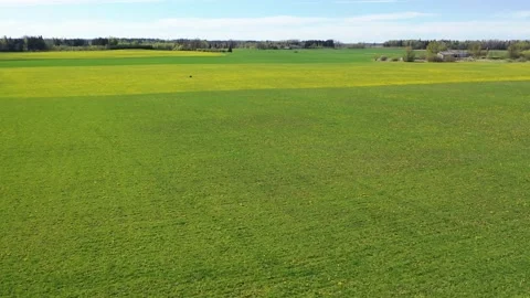 Aerial 4K video from flying drone to Meadow with dandelions on a sunny day. Stock Footage 148790986