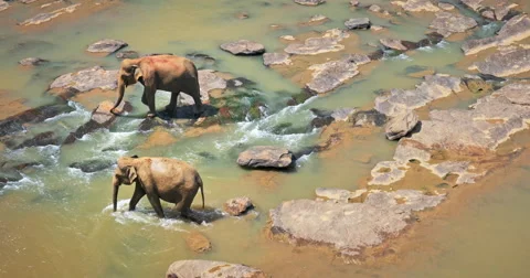 Aerial 4k video footage of wild elephants grossing river in Sri Lanka wildlife Stock Footage