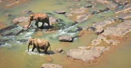 Aerial 4K Video Footage Of Wild Elephants Grossing River In Sri Lanka Wildlife Stock Footage