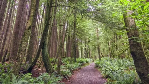 Aerial 4K view of dense green forest along Clatsop Loop Trail, Oregon with tall Stock Footage 309290633