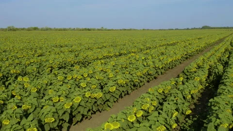 Aerial 4k view of green fields and flowers Video stock 160625138