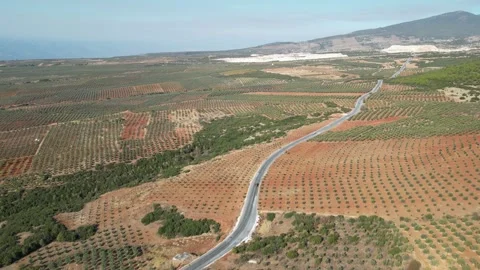 Aerial 4K view of organized olive tree orchards and road with traffic. Stock Footage 331873956