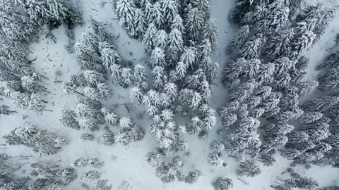Aerial 4K - view of pine forest with fresh snow Stock Footage 146112390