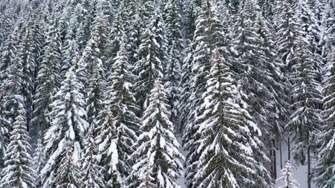 Aerial 4K - view of pine forest with fresh snow Stock Footage 146131871