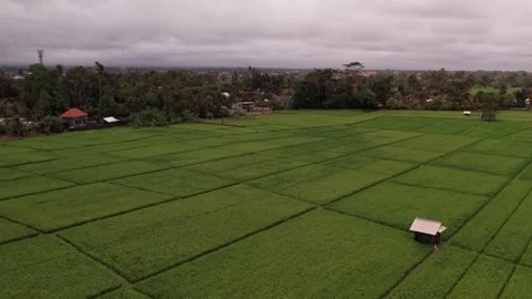 Aerial 4K view of rice fields in Penarungan Village on Bali, Indonesia Stock Footage 325510762